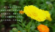 带有秋的诗句