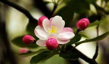 春花诗句