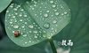 2021最新描写谷雨的优美句子